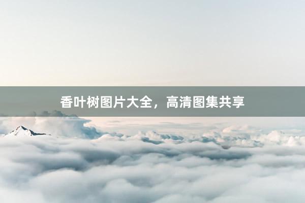 香叶树图片大全，高清图集共享